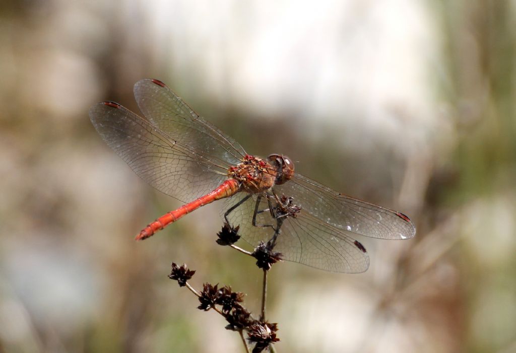 Sympetrum meridionale